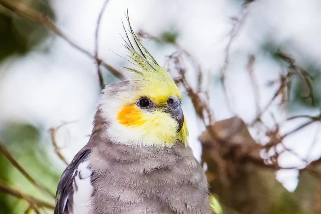 Bird Yellow Nature Shell Factory Nature Park