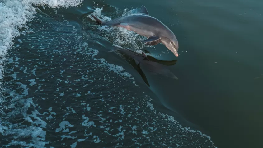 dolphin cruise