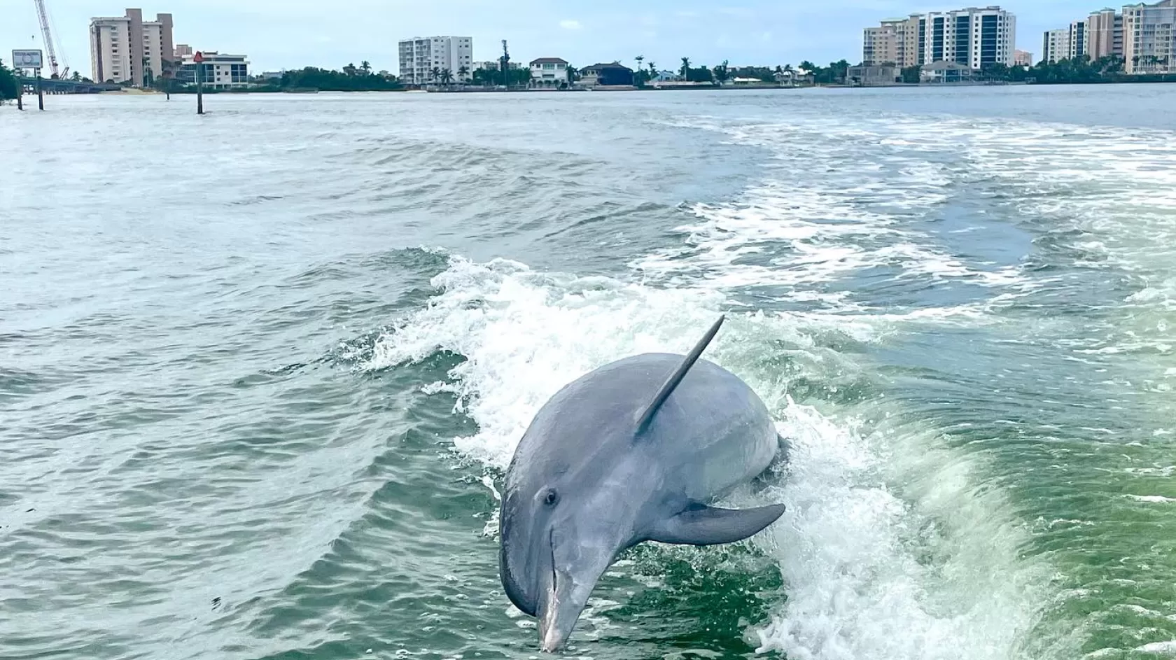 dolphin jumping out of the water by boat