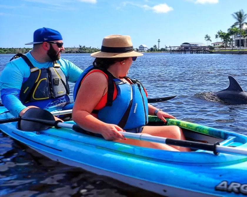 Kayaking Dolphin Wildlife Paddling
