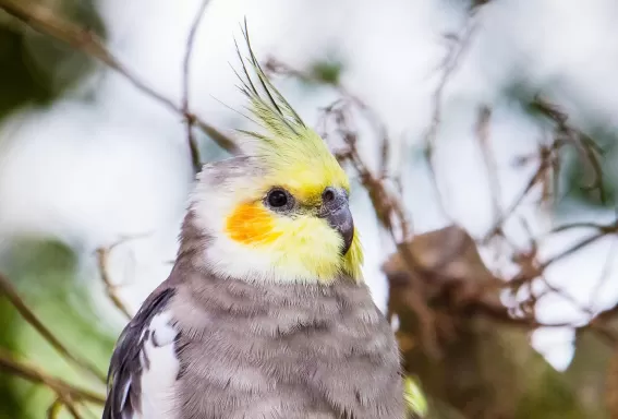 Bird Yellow Nature Shell Factory Nature Park