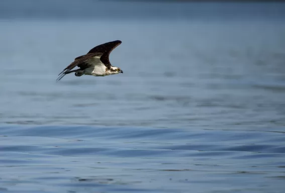 Osprey
