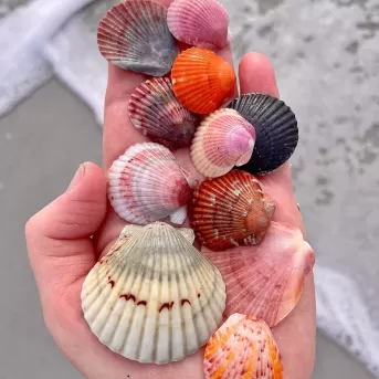 Shell collection