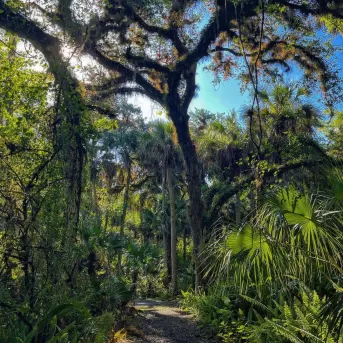 Nature Greenery Outdoor Trail Hike