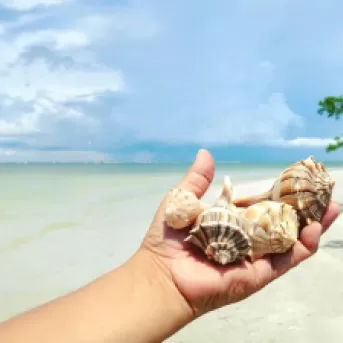 Seashell treasures