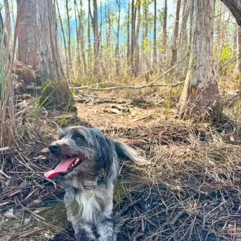 A dog walks along a park path in Bonita Springs Estero.