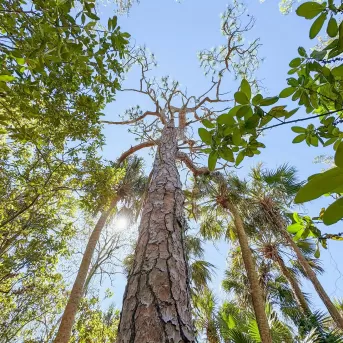 A nature trail leads through greenery in North Fort Myers.